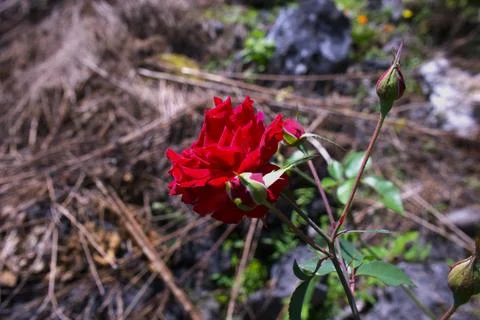 A red rose is the main focus of the image, with its petals and stem visible Stock Photos