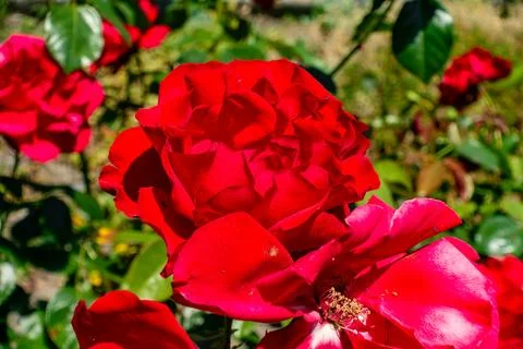 A red rose is the main focus of the image, surrounded by other flowers Stock Photos