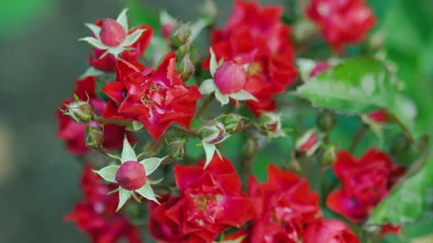 Red rose, many buds Stock Footage 161175570