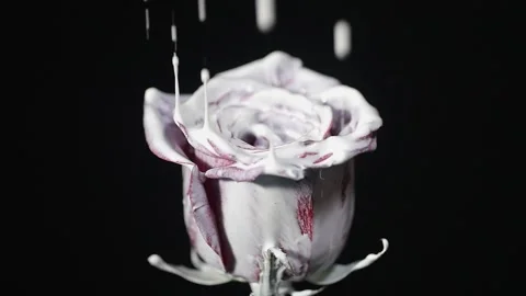 Red rose in milk on black background. Stock Footage 102645788