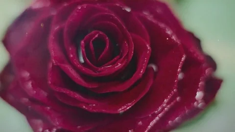 Red rose in milk Stock Footage 73902200