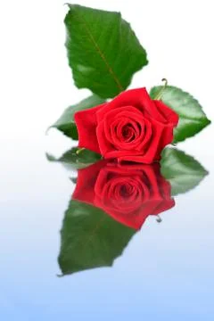 Red rose on mirror 스톡 사진