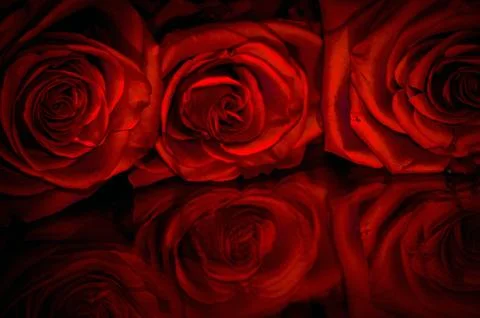 Red rose in mirror reflection. Stock Photos