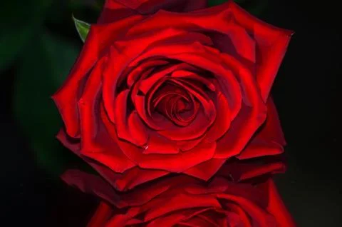 Red rose in mirror reflection. Stock Photos
