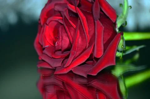 Red rose in mirror reflection. Stock Photos