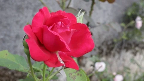 Red rose moved by the wind in front of a wall 02 Stock-Footage 109514517