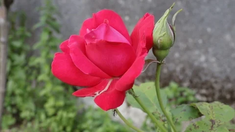 Red rose moved by the wind in front of a wall 03 Stock Footage 109514630