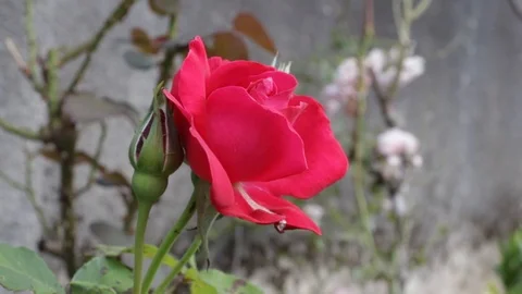 Red rose moved by the wind in front of a wall 01 Stock Footage 109514640