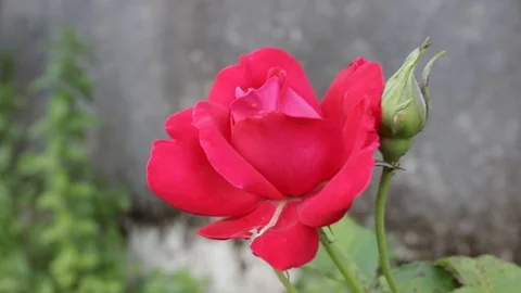 Red rose moved by the wind in front of a wall 04 Stock Footage 109526861