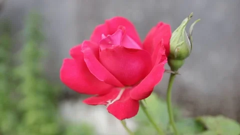 Red rose moved by the wind in front of a wall 05 Stock Footage 109526863