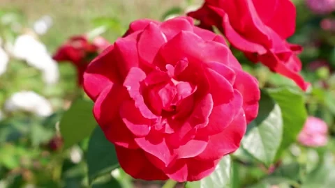 The red rose is moving. 4k. Stock Footage 157275170
