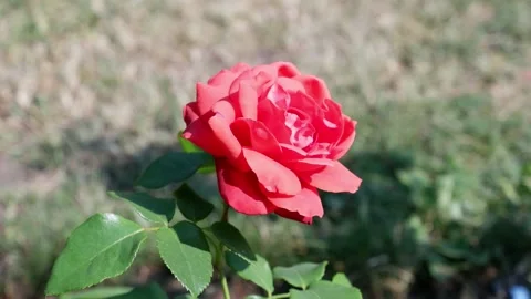 The red rose is moving. 4k. Stock Footage 157322672