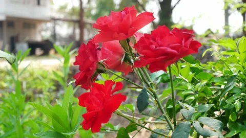 Red rose in nature. Stock Footage 149287177