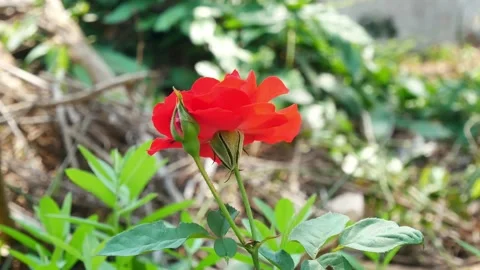 Red rose in nature. Stock Footage 149287669