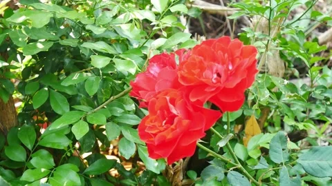 Red rose in nature. Stock Footage 149287933