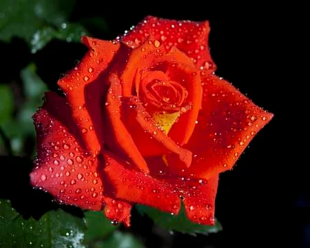 Red rose in the night Stock Photos