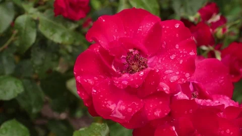 Red rose with no effects 库存影片 83280336