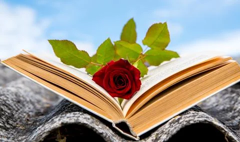 Red rose on an open book against a blue sky background,close-up,copy space Stock Photos