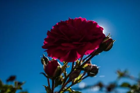 Red rose over blue sky at back light Stock Photos