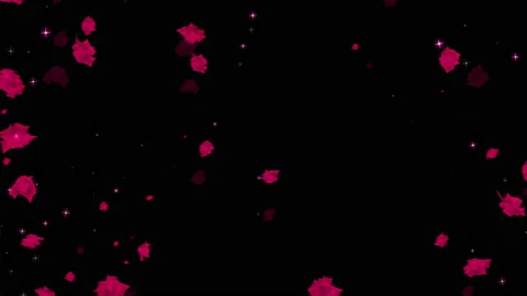 Red rose particle loop animation Stock Footage 168278664