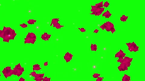 Red rose particle loop animation green screen Stock Footage 168280353