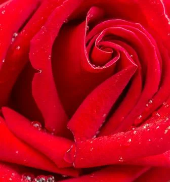 Red rose pattern close up.. Stock Photos