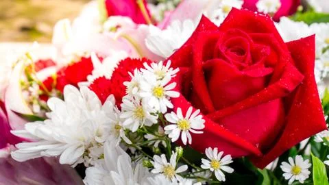 Red rose pattern close up.. Stock Photos