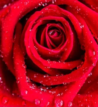 Red rose pattern close up.. Stock Photos
