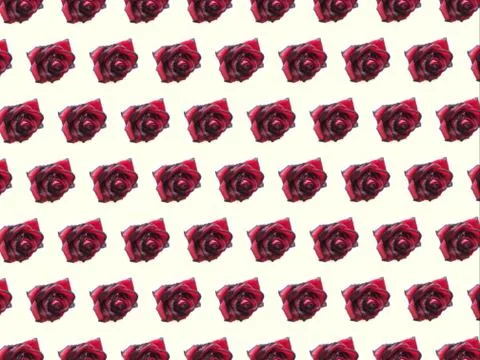 A red rose pattern on a light background Stock Photos