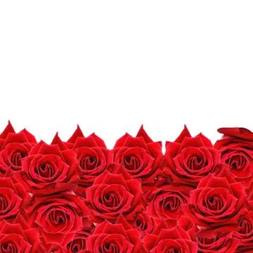 Red rose pattern Stock Photos
