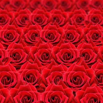 Red rose pattern Stock Photos