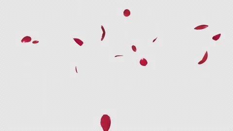 Red Rose Petal Cascade on Alpha Loop Stock Footage 303964778