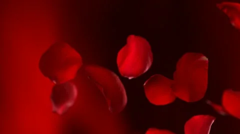 Red rose petal, Slow Motion Stock Footage