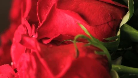 Red rose petal super close up Video stock 74094067