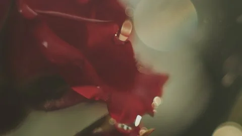 Red rose petal underwater with floating air bubbles and cinematic lighting. Vídeo Stock 337387702