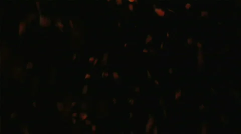 Red rose petals 50fps Video stock 375287