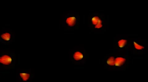 Red rose petals with alpha Stock-Footage 895052