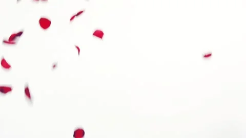 Red rose petals are thrown up a huge heap.  Stock Footage 87870580