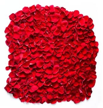 Red rose petals background, pattern. Stock Photos