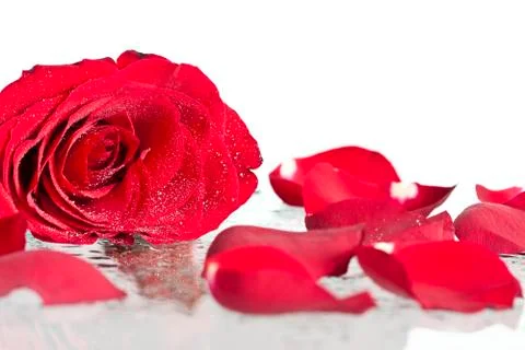 Red rose petals background Foto stock