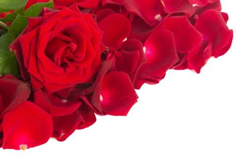 Red rose with petals border Foto stock