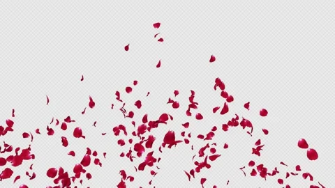 Red Rose Petals Burst Stock Footage 224434065