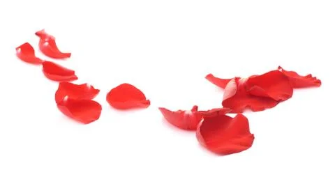 Red rose petals composition isolated Stock Photos