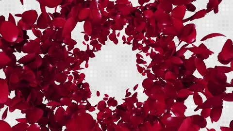 Red Rose Petals Dramatic Floral Explosion Stock-Footage 333728231