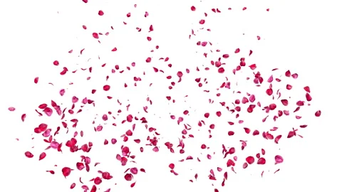 Red Rose Petals Exploding and Flying on White Background in Horizontal Format Stock Footage 345690982