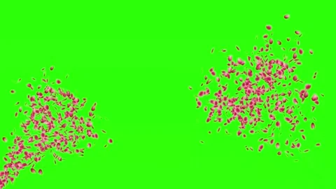 Red rose petals exploding and falling isolated on green screen chroma key Stockbeeldmateriaal 347148861