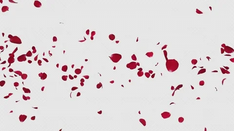 Red Rose Petals Explosion Alpha Channel 스톡 동영상 331548933