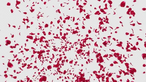 Red Rose Petals Explosion Stock Footage 161153349