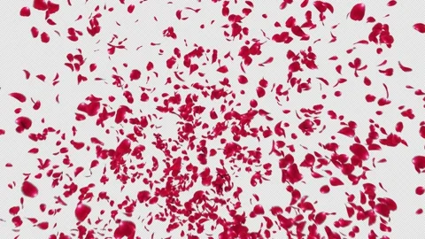 Red Rose Petals Explosion Stock Footage 161153409