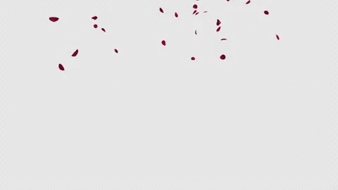 Red Rose Petals Fall on Alpha Stock Footage 253253379
